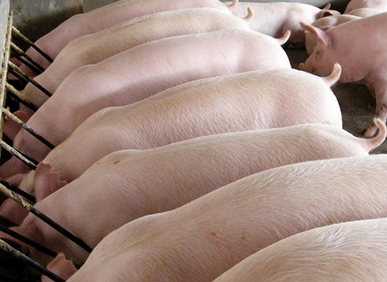 豬肉價格上漲，益生元保障健康！