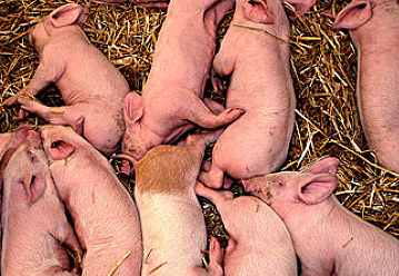 微生態制劑在豬各個階段的應用
